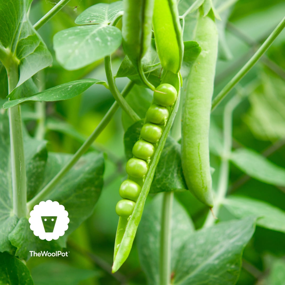 Gardening tips for growing peas